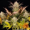 BLUE SUNSET SHERBERT · Barneys Farm · sementes de maconha  · Fem