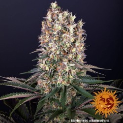 Blueberry OG : Le Classique Blueberry Rencontre la Puissance OG | Barney's Farm