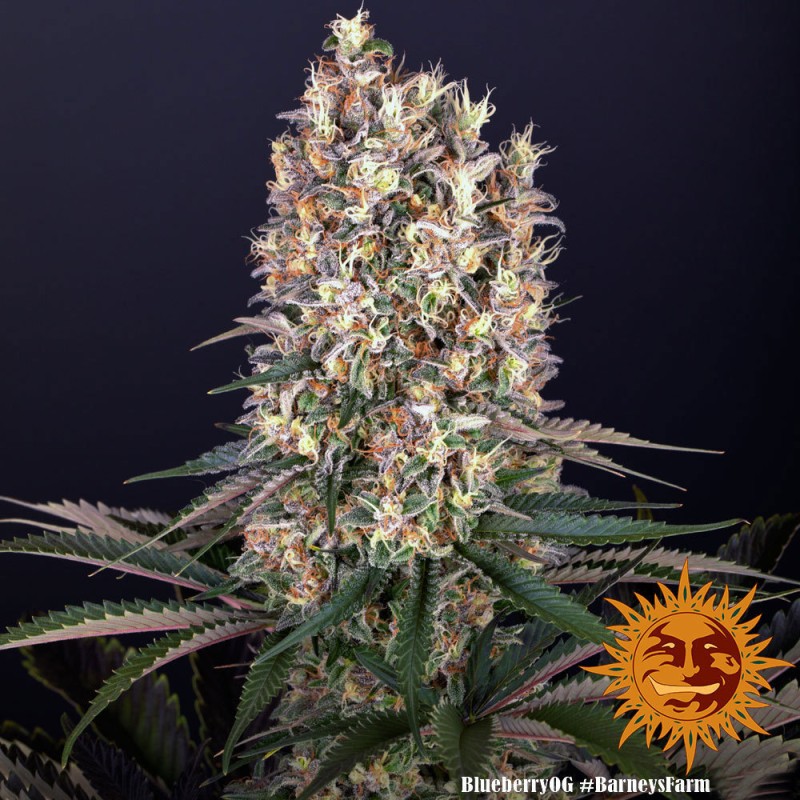 Blueberry OG: O Clássico Blueberry Encontra a Potência OG | Barney's Farm
