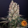 Blueberry OG: O Clássico Blueberry Encontra a Potência OG | Barney's Farm