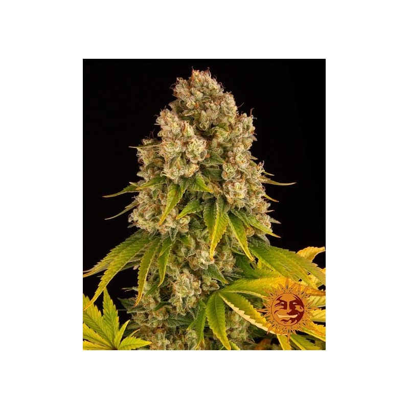 CHEESE AUTO · Barneys Farm · sementes de maconha · AutoFem
