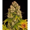 CHEESE AUTO · Barneys Farm · graines de cannabis · AutoFem
