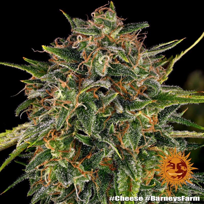 CHEESE · Barneys Farm · graines de cannabis · Fem