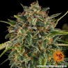 CHEESE · Barneys Farm · graines de cannabis · Fem