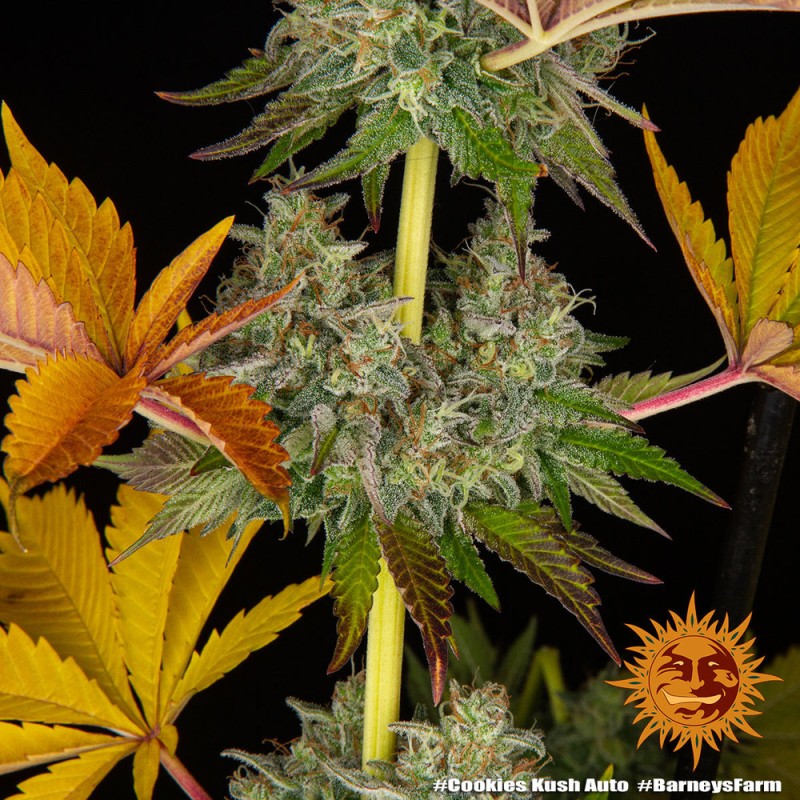 COOKIES KUSH AUTO · Barneys Farm · kaufen cannabis samen · AutoFem