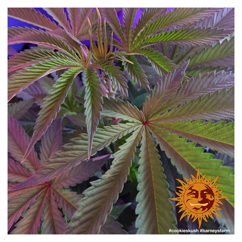 COOKIES KUSH · Barneys Farm · kenevir tohum - disi · Fem