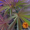 COOKIES KUSH · Barneys Farm · graines de cannabis  · Fem