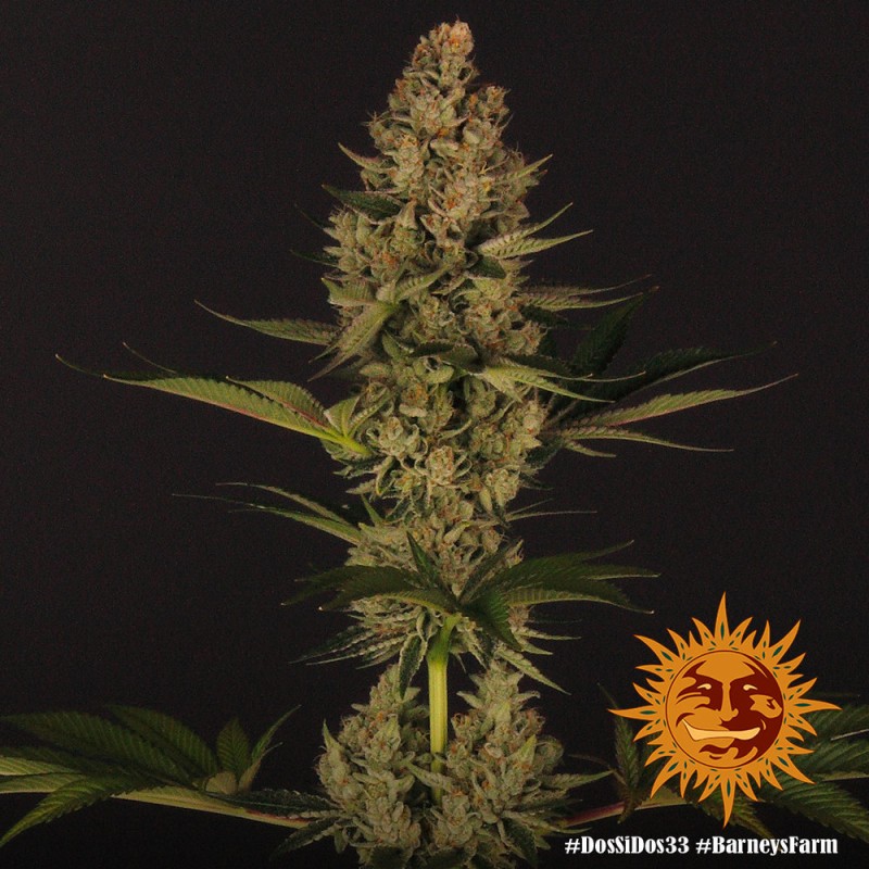 DOS SI DOS 33 · Barneys Farm · graines de cannabis · Fem