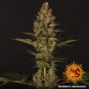 DOS SI DOS 33 · Barneys Farm · kenevir tohum · Disi · Fem