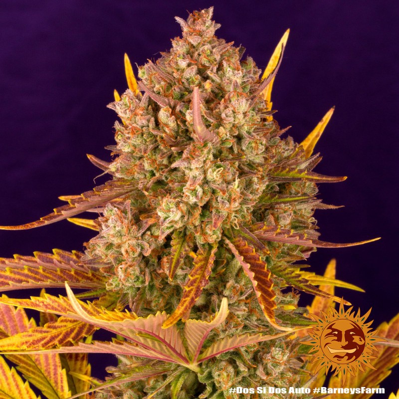 DOS SI DOS AUTO · Barneys Farm · graines de cannabis · AutoFem