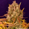 DOS SI DOS AUTO · Barneys Farm · graines de cannabis · AutoFem