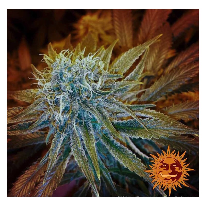 G13 HAZE | Barneys Farm | Kaufen Cannabis Samen | Fem