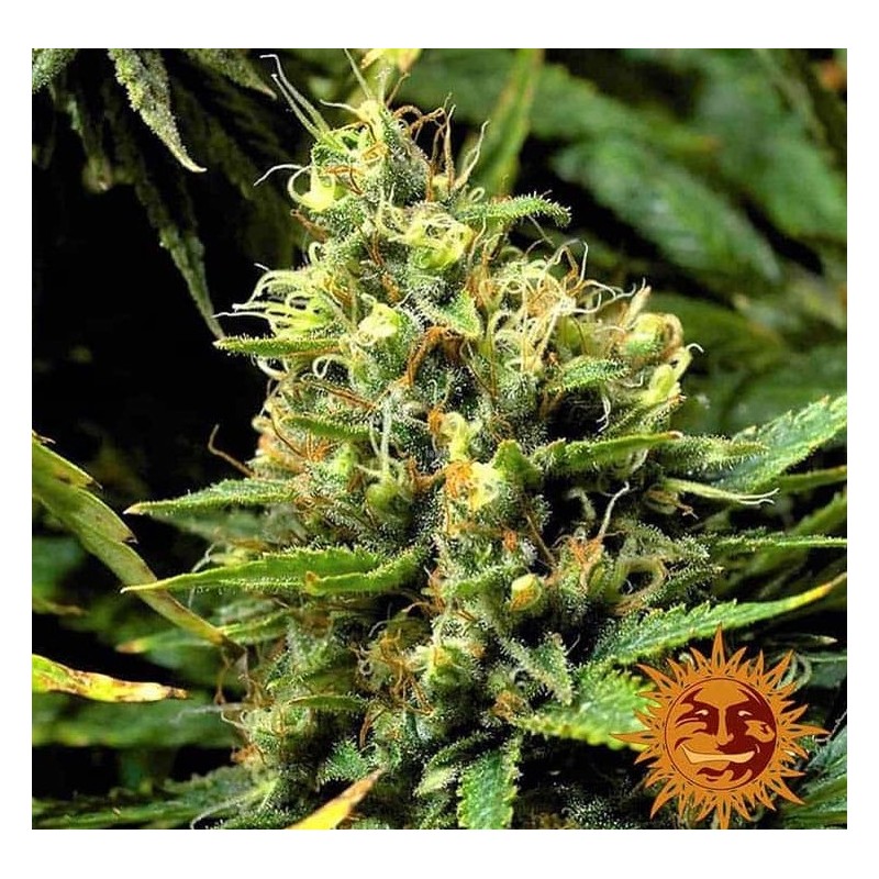ACAPULCO GOLD · Barneys Farm · graines de cannabis · Fem
