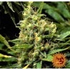 ACAPULCO GOLD · Barneys Farm · graines de cannabis · Fem