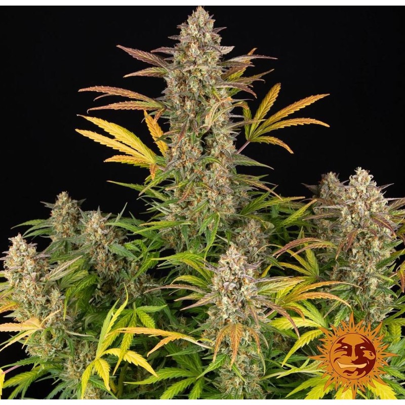AMNESIA HAZE AUTO · Barneys Farm · cannabis seeds · AutoFem