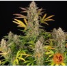 AMNESIA HAZE AUTO · Barneys Farm · kenevir tohum · Disi · AutoFem