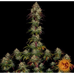 AMNESIA LEMON · Barneys Farm · kenevir tohum - Disi · Fem
