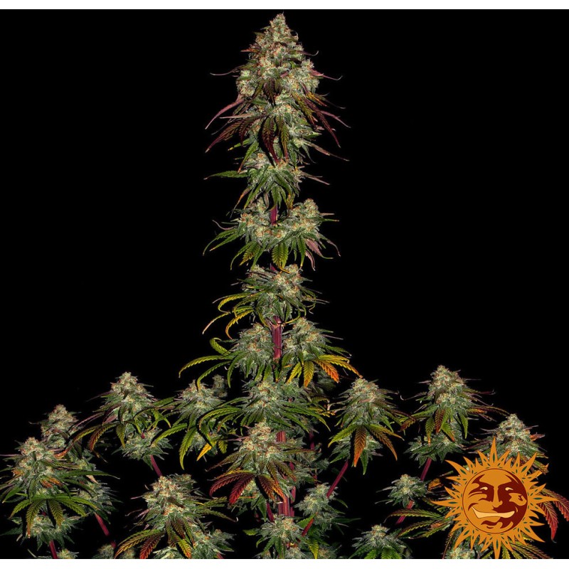 Amnesia Lemon – Graines Féminisées Barney’s Farm