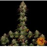 Amnesia Lemon | Barney's Farm | Hanfsamen Kaufen