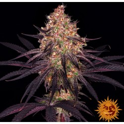 Ayahuasca Purple | Barneys Farm | Kaufen Cannabis Samen