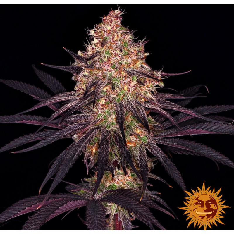 AYAHUASCA PURPLE · Barneys Farm · cannabis seeds · Fem