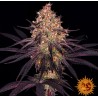 AYAHUASCA PURPLE · Barneys Farm · graines de cannabis · Fem