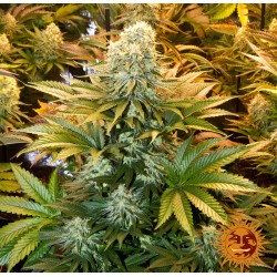 BANANA PUNCH · Barneys Farm · sementes de maconha · Fem