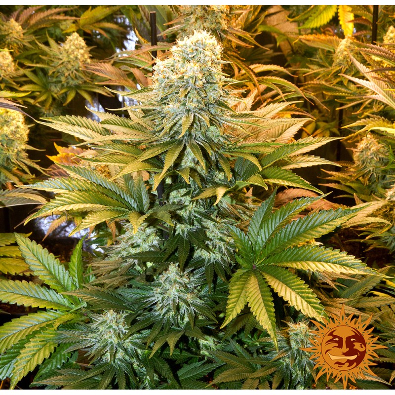 BANANA PUNCH · Barneys Farm · cannabis seeds · Fem