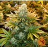 BANANA PUNCH · Barneys Farm · graines de cannabis · Fem