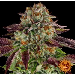 BISCOTTI MINTZ · Barneys Farm · cannabis samen · Fem