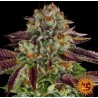 BISCOTTI MINTZ · Barneys Farm · cannabis samen · Fem