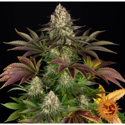 BISCOTTI · Barneys Farm · sementes de maconha · Fem