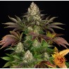 BISCOTTI · Barneys Farm · cannabis seeds · Fem
