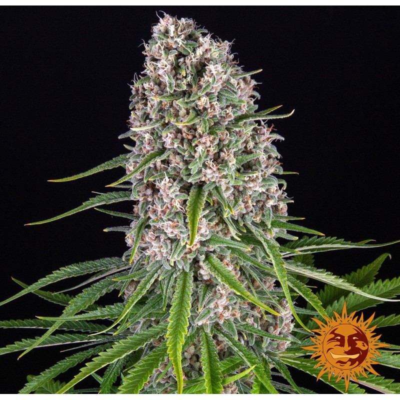 BLUE CHEESE · Barneys Farm · cannabis seeds · Fem