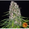 BLUE CHEESE · Barneys Farm · cannabis seeds · Fem