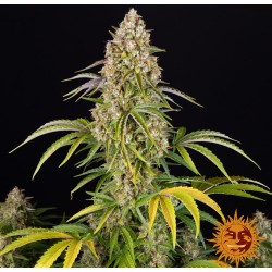 CRITICAL KUSH AUTO | Barneys Farm | Kaufen Cannabis Samen | AutoFem
