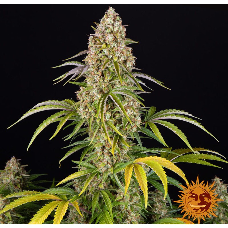CRITICAL KUSH AUTO · Barneys Farm · kenevir tohum - Disi · AutoFem