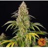 CRITICAL KUSH AUTO · Barneys Farm · sementes de maconha  · AutoFem