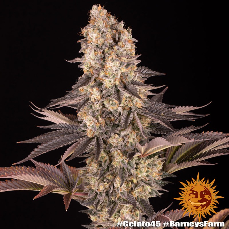 GELATO 45 · Barneys Farm · cannabis samen · Fem