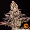 GELATO 45 · Barneys Farm · cannabis samen · Fem