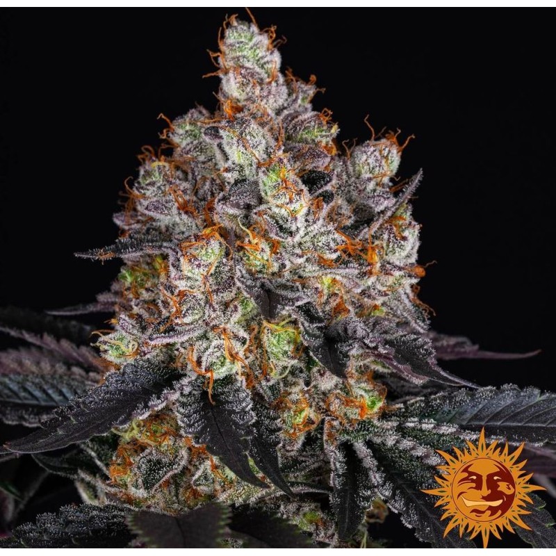 GELATO · Barneys Farm · kenevir tohum · Disi · Fem