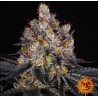 GELATO · Barneys Farm · graines de cannabis · Fem