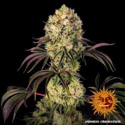 GLOOKIES · Barneys Farm · graines de cannabis · Fem