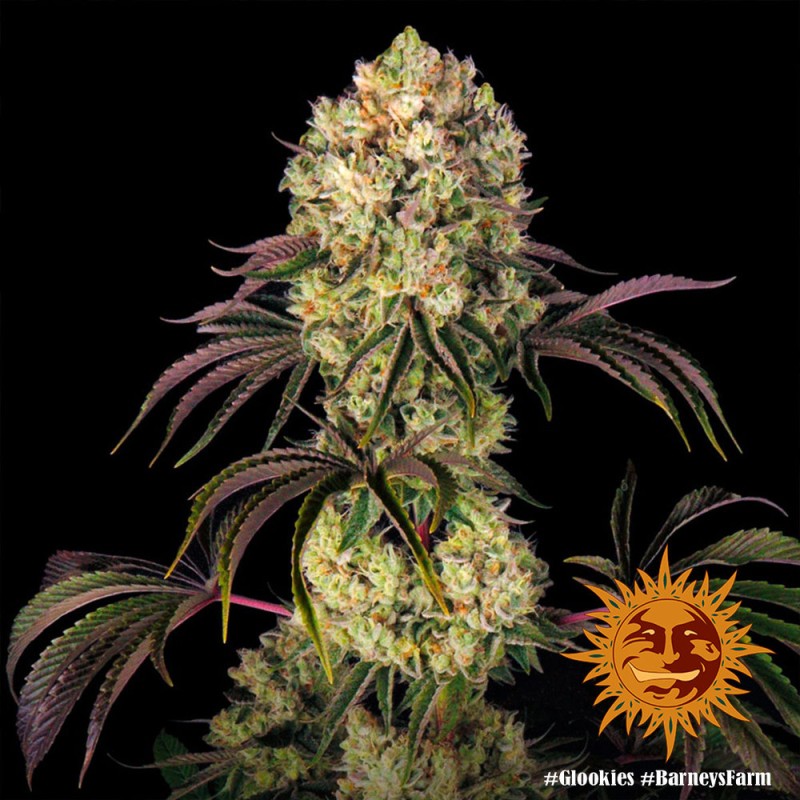 GLOOKIES · Barneys Farm · sementes de maconha · Fem