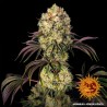 GLOOKIES · Barneys Farm · graines de cannabis · Fem