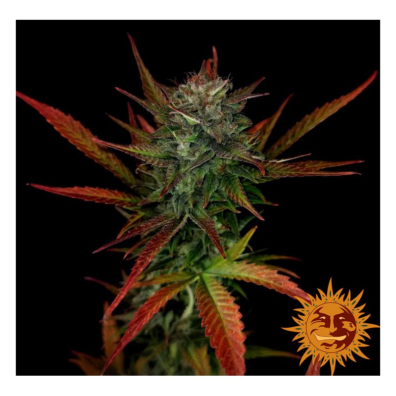 GLUE GELATO AUTO · Barneys Farm · graines de cannabis · AutoFem