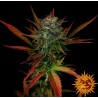 GLUE GELATO AUTO · Barneys Farm · graines de cannabis  · AutoFem