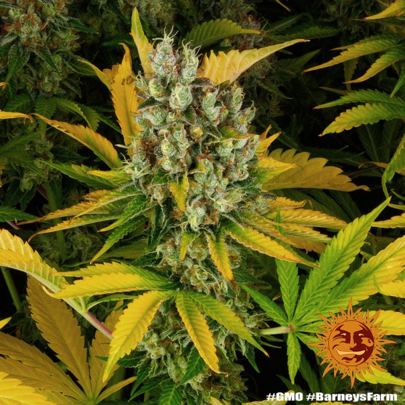 GMO · Barneys Farm · kenevir tohum · Disi · Fem