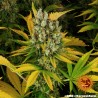 GMO · Barneys Farm · sementes de maconha · Fem