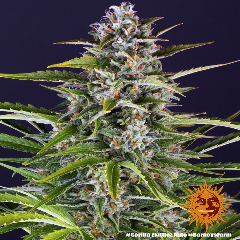GORILLA ZKITTLEZ AUTO · Barneys Farm · kenevir tohum · Disi · AutoFem